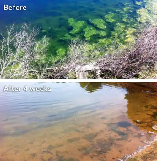 Splosht Natural Pond Cleaner - Image 6