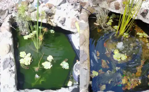 Splosht Natural Pond Cleaner - Image 5