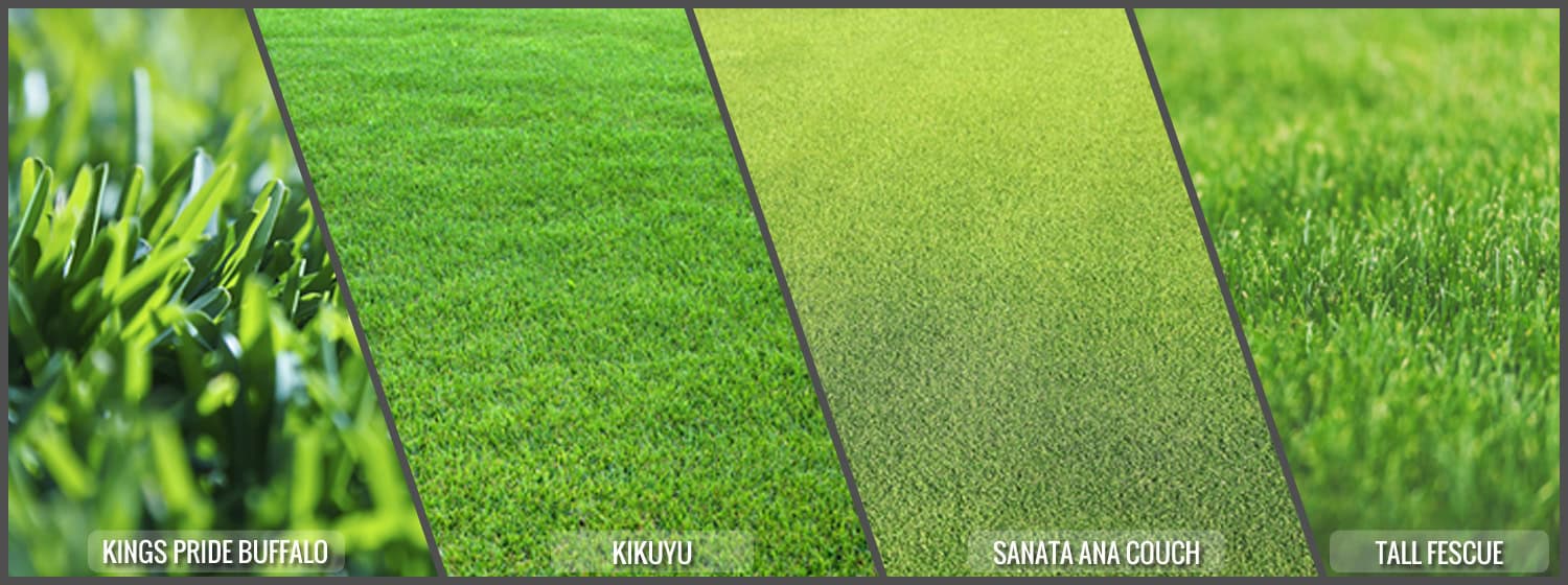 _608_https://sunshoweronline.com.au/wp-content/uploads/image/Blog/Different-Grass-Types.jpg